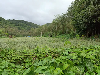 Volunteers planting native trees along a lush hillside in Waiakalua.