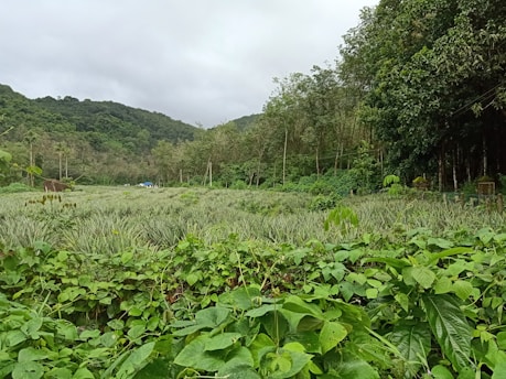 Justin Canelas standing in a lush Kaʻū farm, surrounded by native plants.