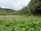 A lush green landscape with dense foliage in the foreground and a field of pineapple plants stretching towards the horizon. Tall trees border the area, with forested hills rising in the background under a cloudy sky.