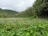 A lush green landscape with dense foliage in the foreground and a field of pineapple plants stretching towards the horizon. Tall trees border the area, with forested hills rising in the background under a cloudy sky.