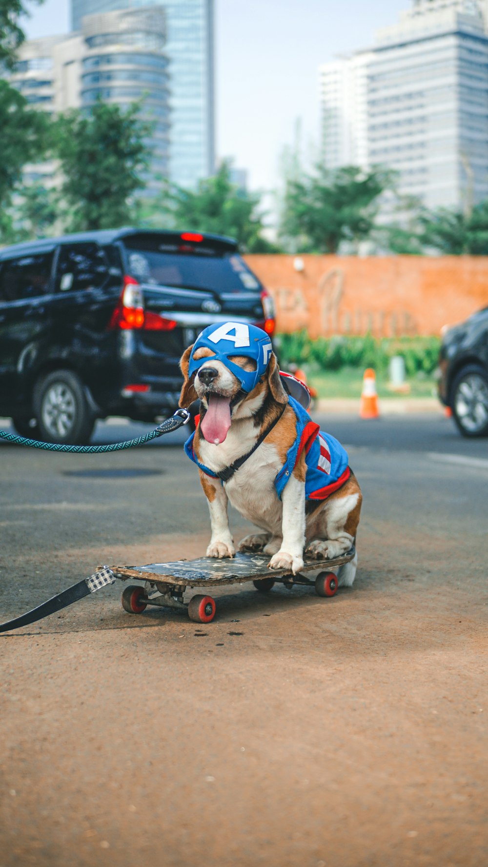 brown and white short coated dog with red and black skateboard on gray concrete road during