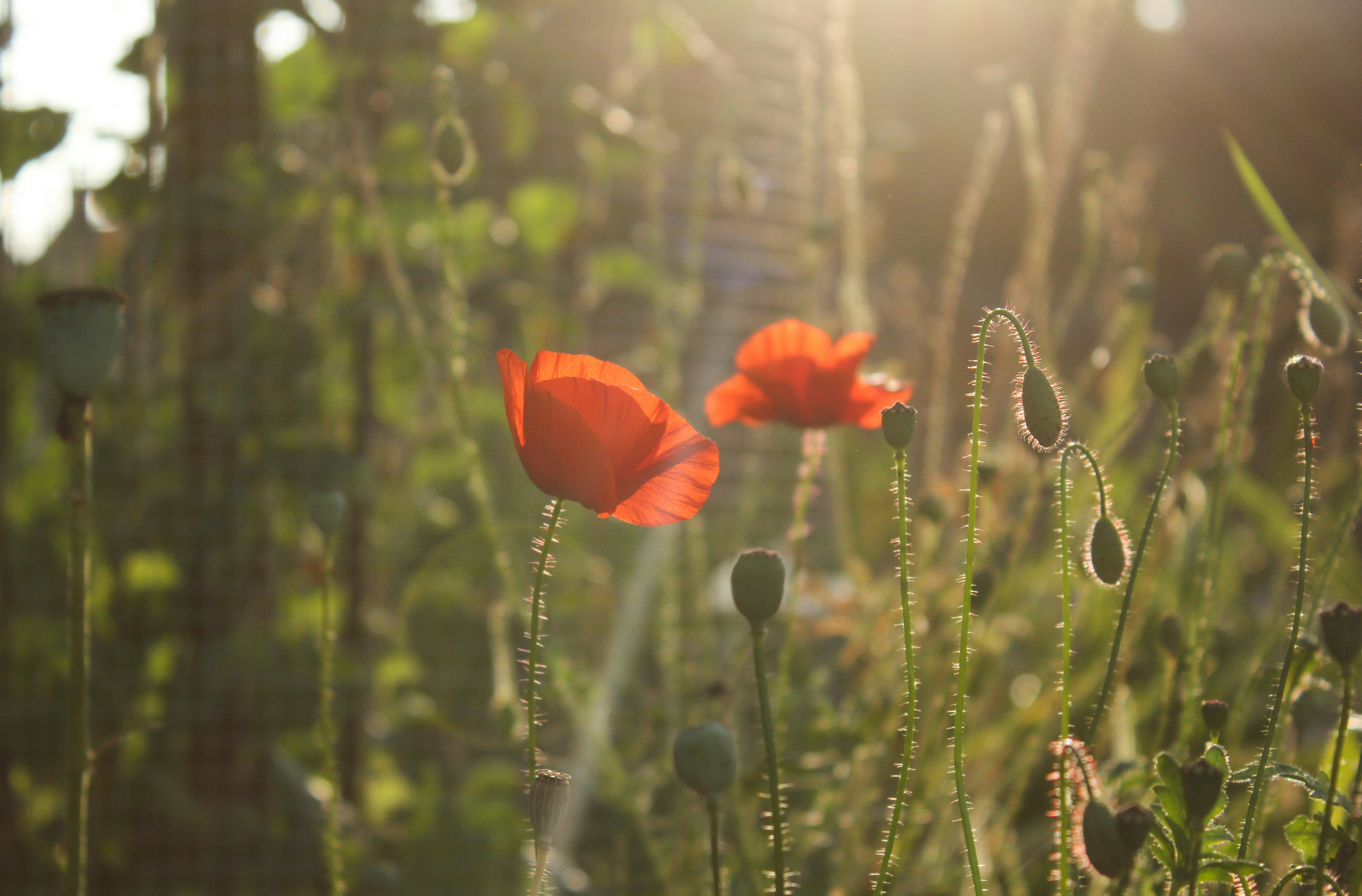 Photo by sanateddy