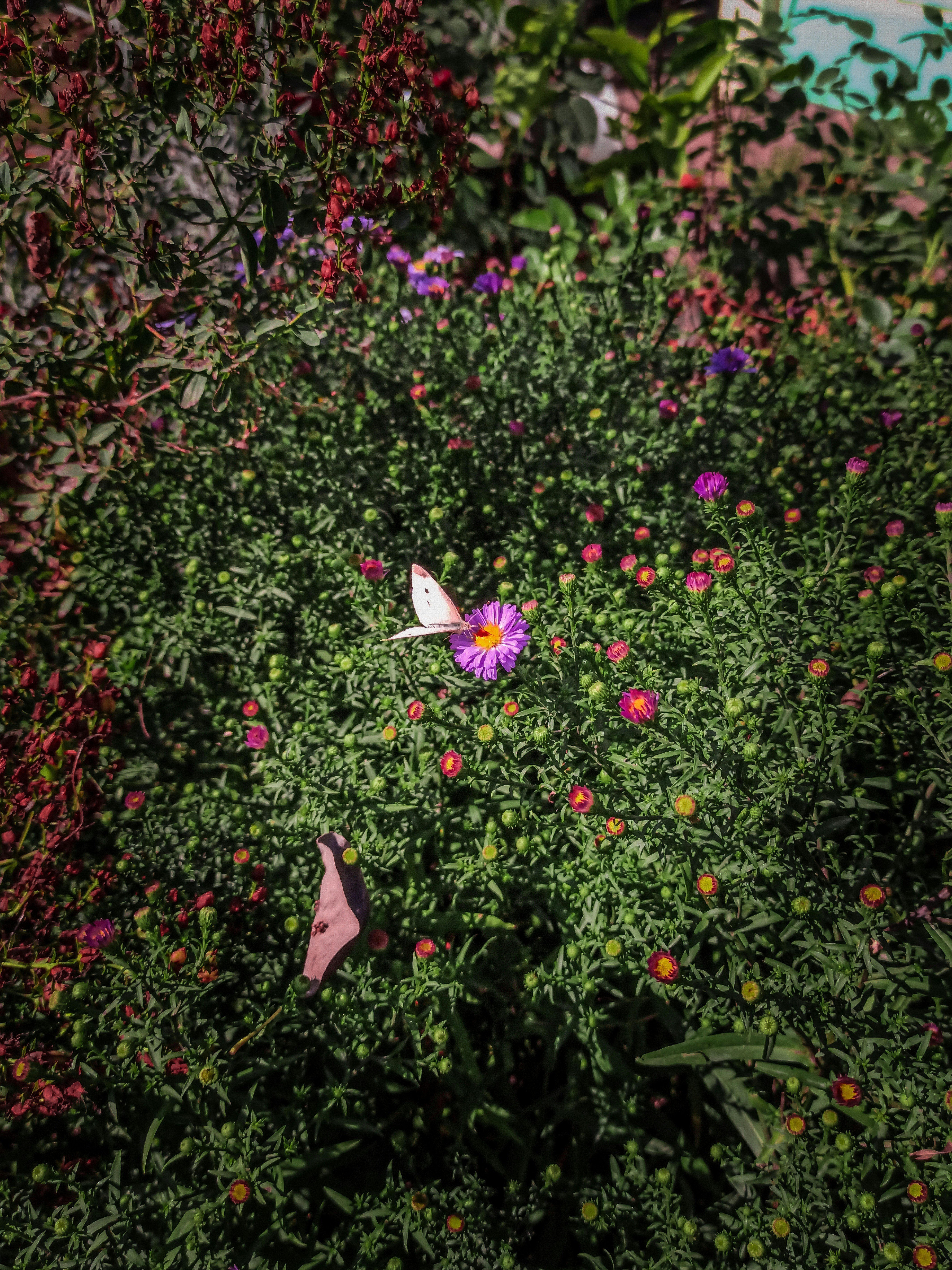 white butterfly on pink flower