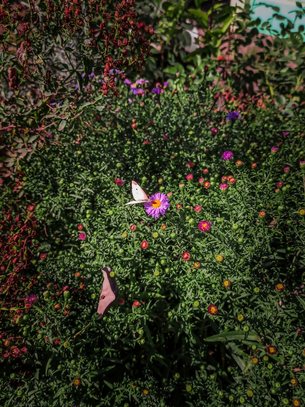 Weißer Schmetterling auf rosa Blume