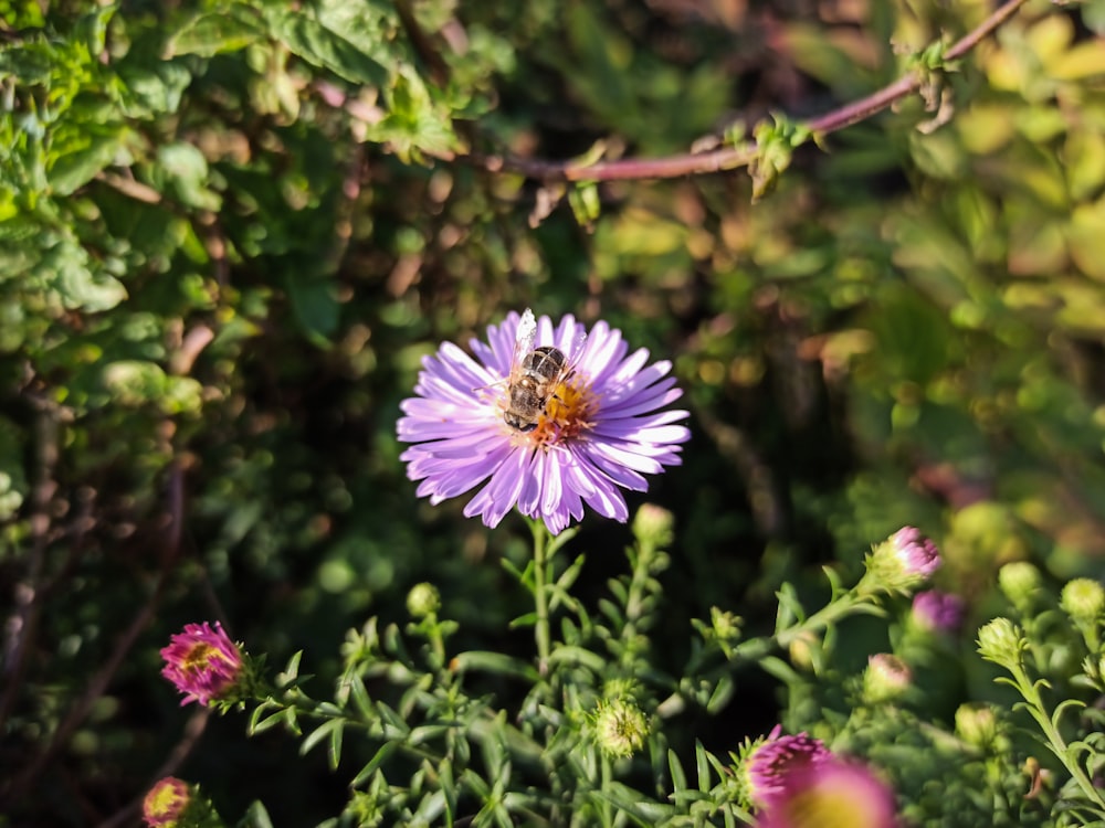 purple flower in tilt shift lens