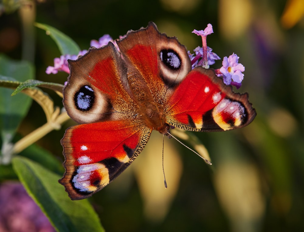 peacock butterfly perched on purple flower in close up photography during daytime