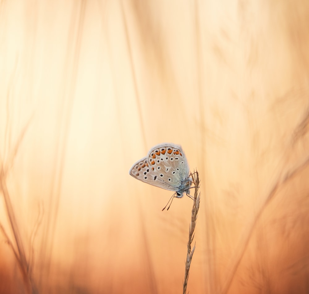 white and black polka dot butterfly on brown stick