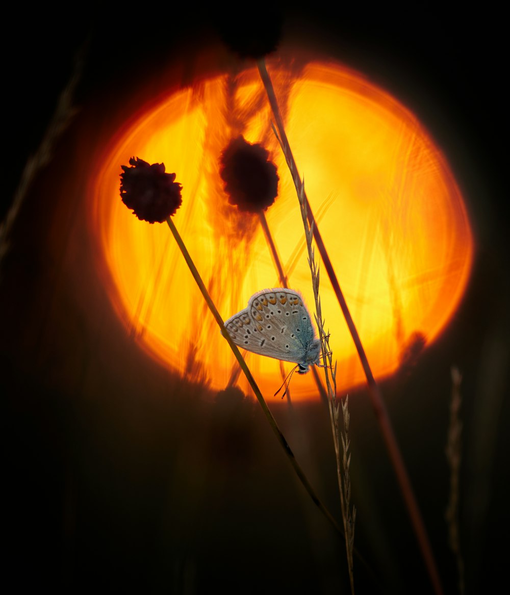 silhouette of flowers during sunset