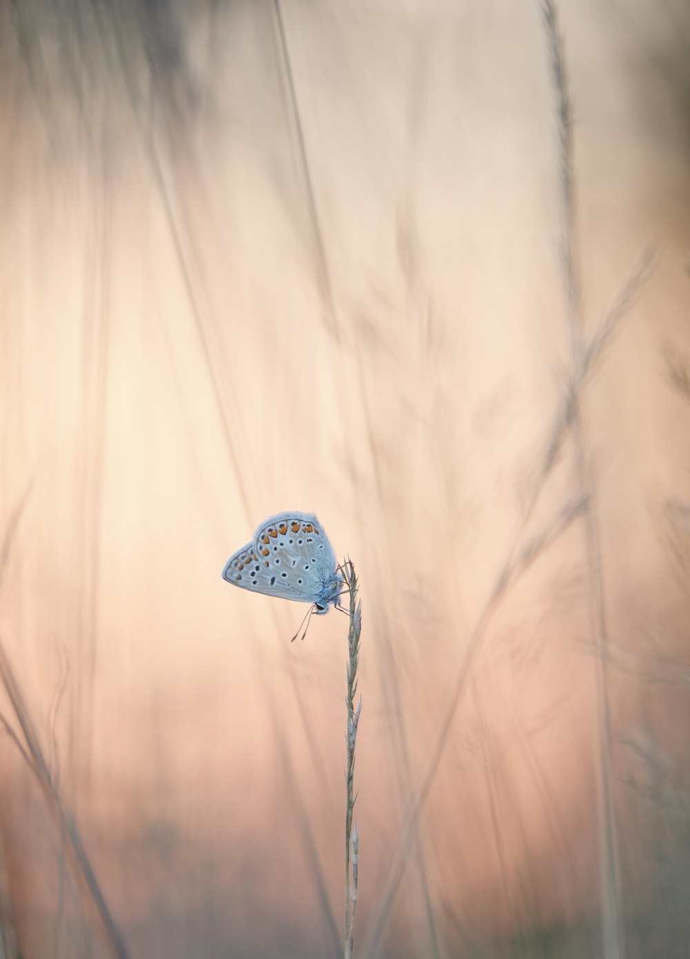 white and blue butterfly on white wall