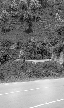 Minimalist photo of a winding road through a forest.
