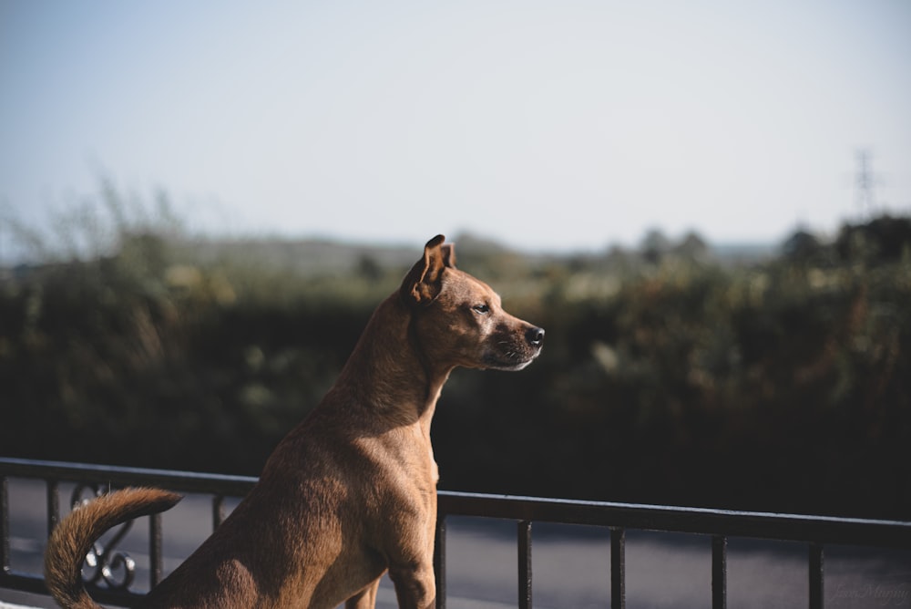 brown short coat medium dog standing on black metal fence during daytime
