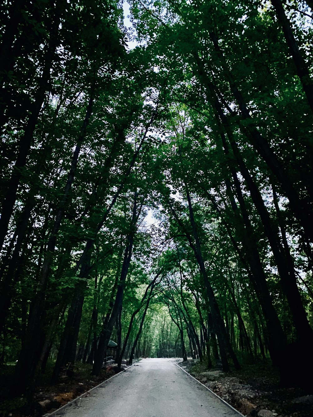 green trees on forest during daytime