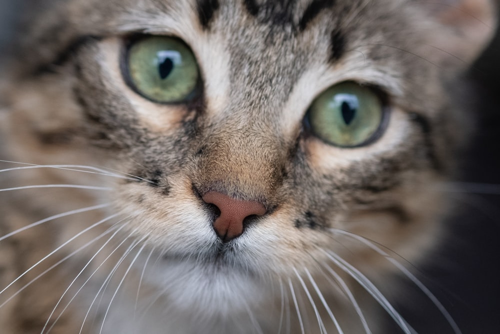 chat tigré gris et noir