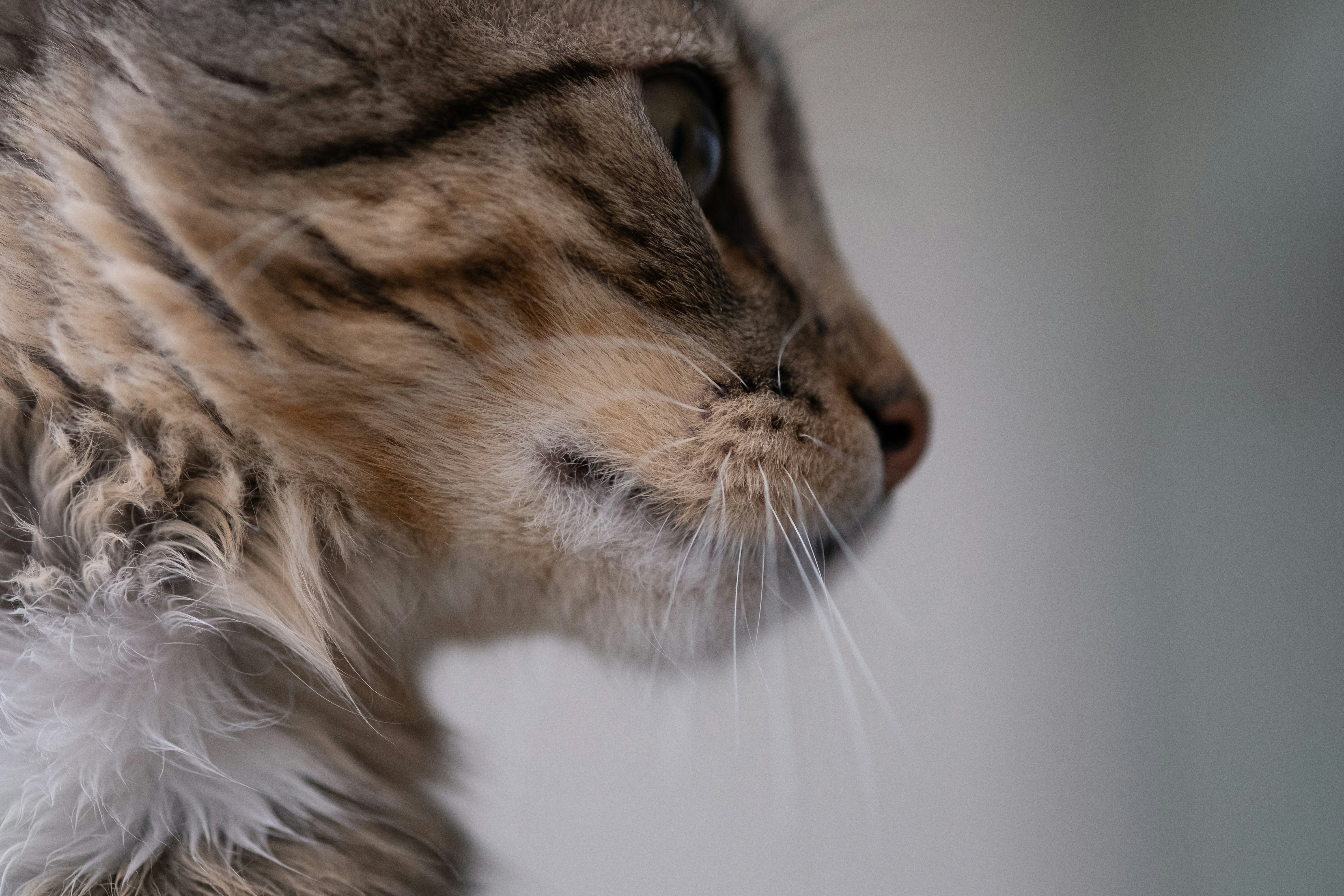 The Night Roamer: Flat-Headed Cat (image credits: unsplash)