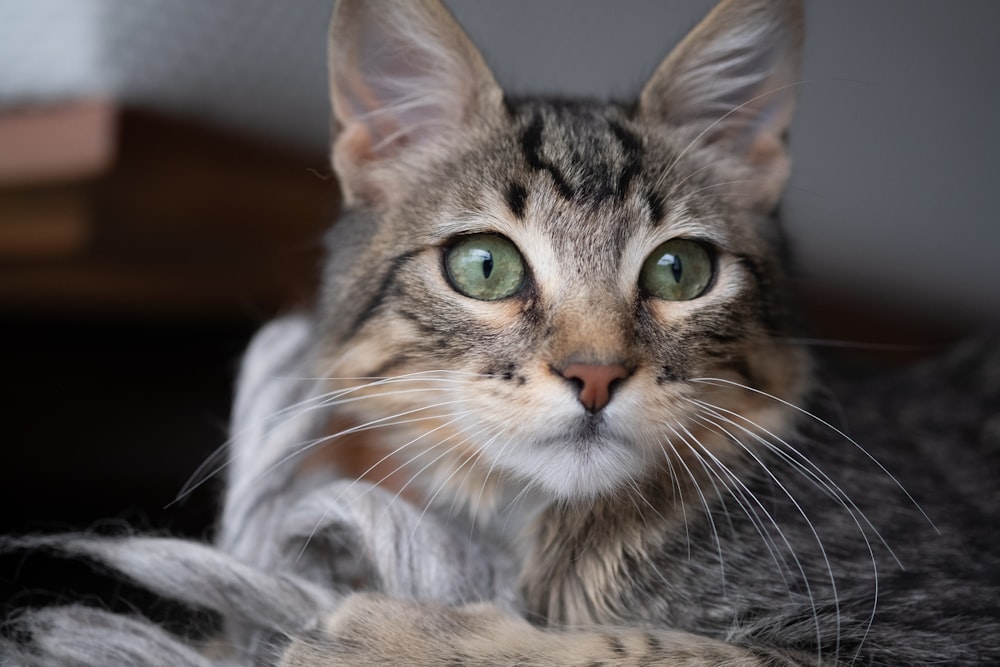 brown tabby cat in close up photography