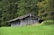A rustic wooden shed stands in a lush green meadow, surrounded by dense forest. The structure is weathered, with visible signs of age on its wooden exterior. Tall grass and wild plants grow around the base of the shed, indicating a natural and untouched setting. The backdrop of towering trees adds to the secluded and serene atmosphere.