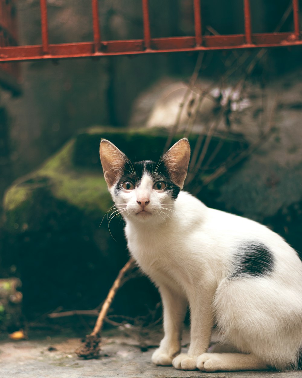 white and black cat on brown tree branch