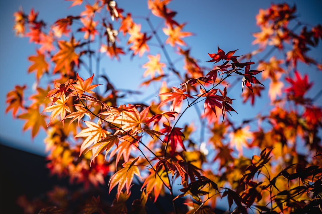 brown leaves under blue sky during daytime