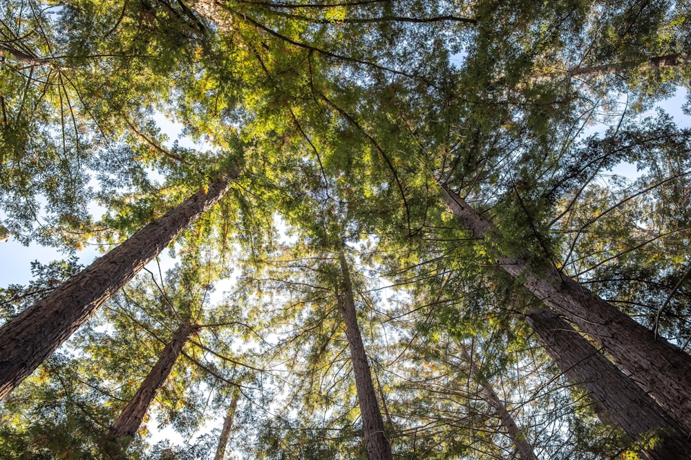 green and brown trees during daytime