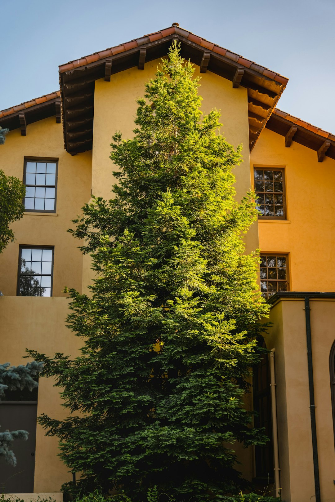 green tree beside brown concrete building