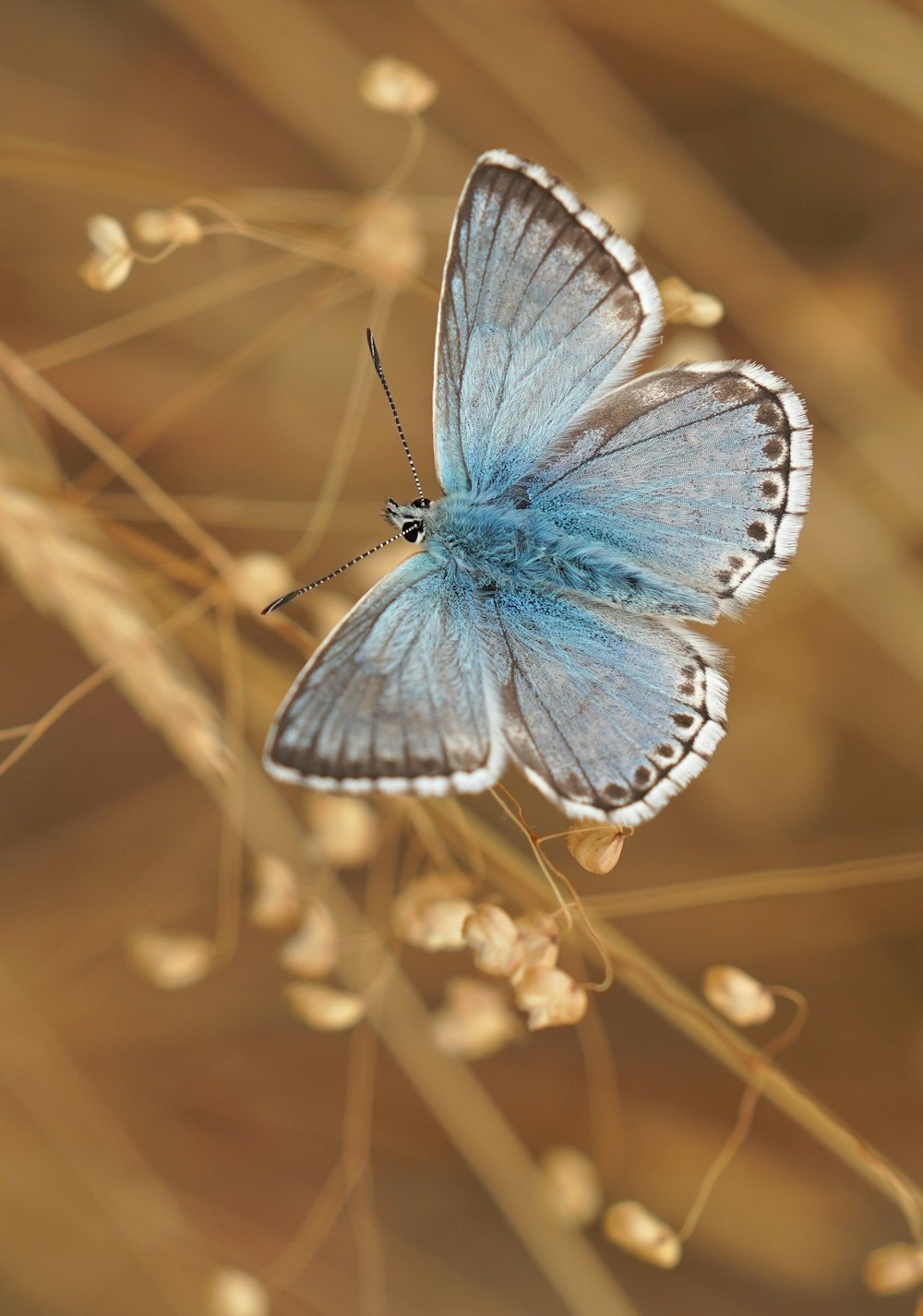 blue and white butterfly perched on brown plant