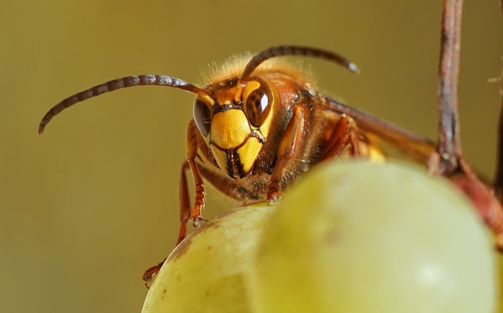 緑色の丸い果実に茶色と黒の昆虫