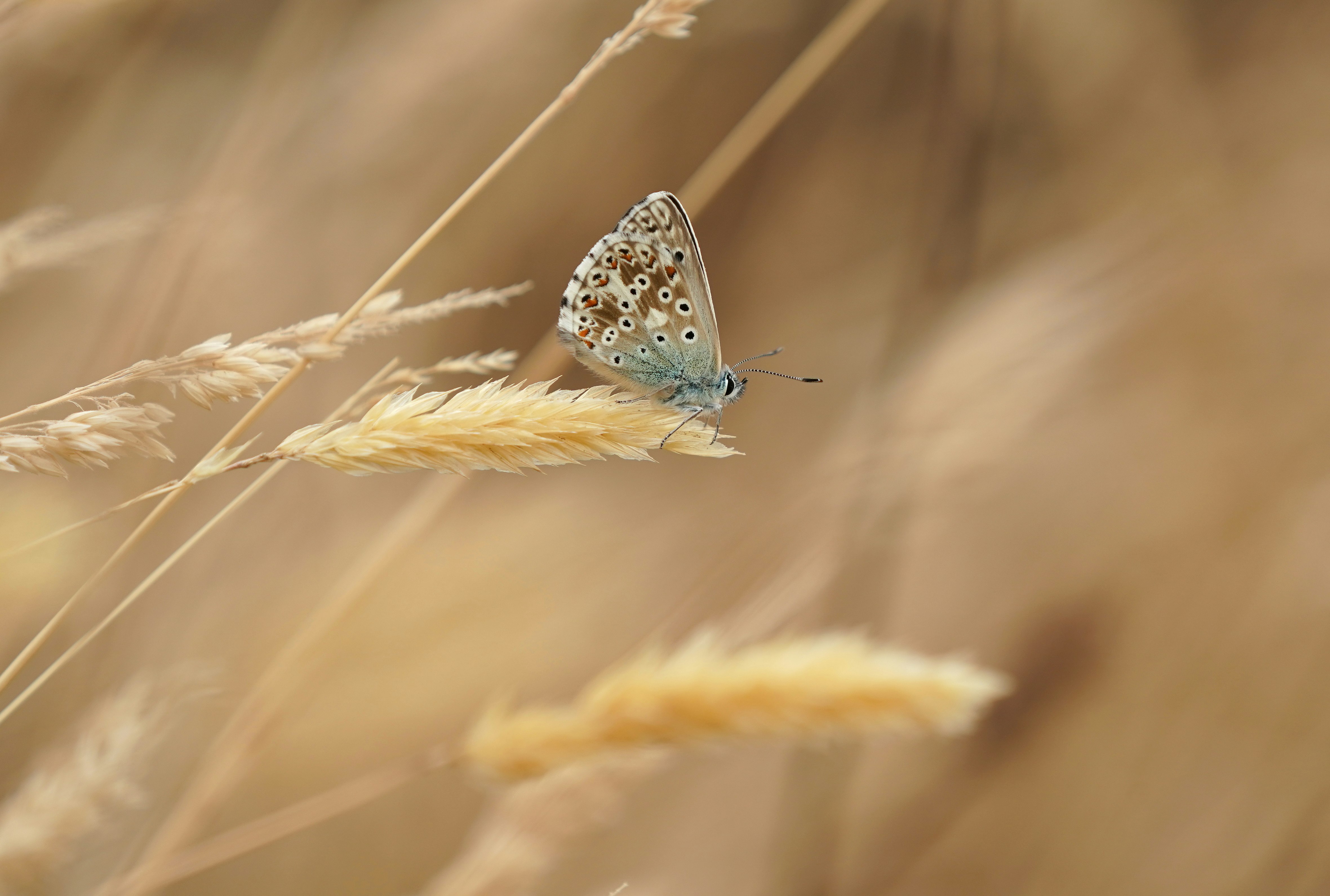 blue and white butterfly on brown wheat