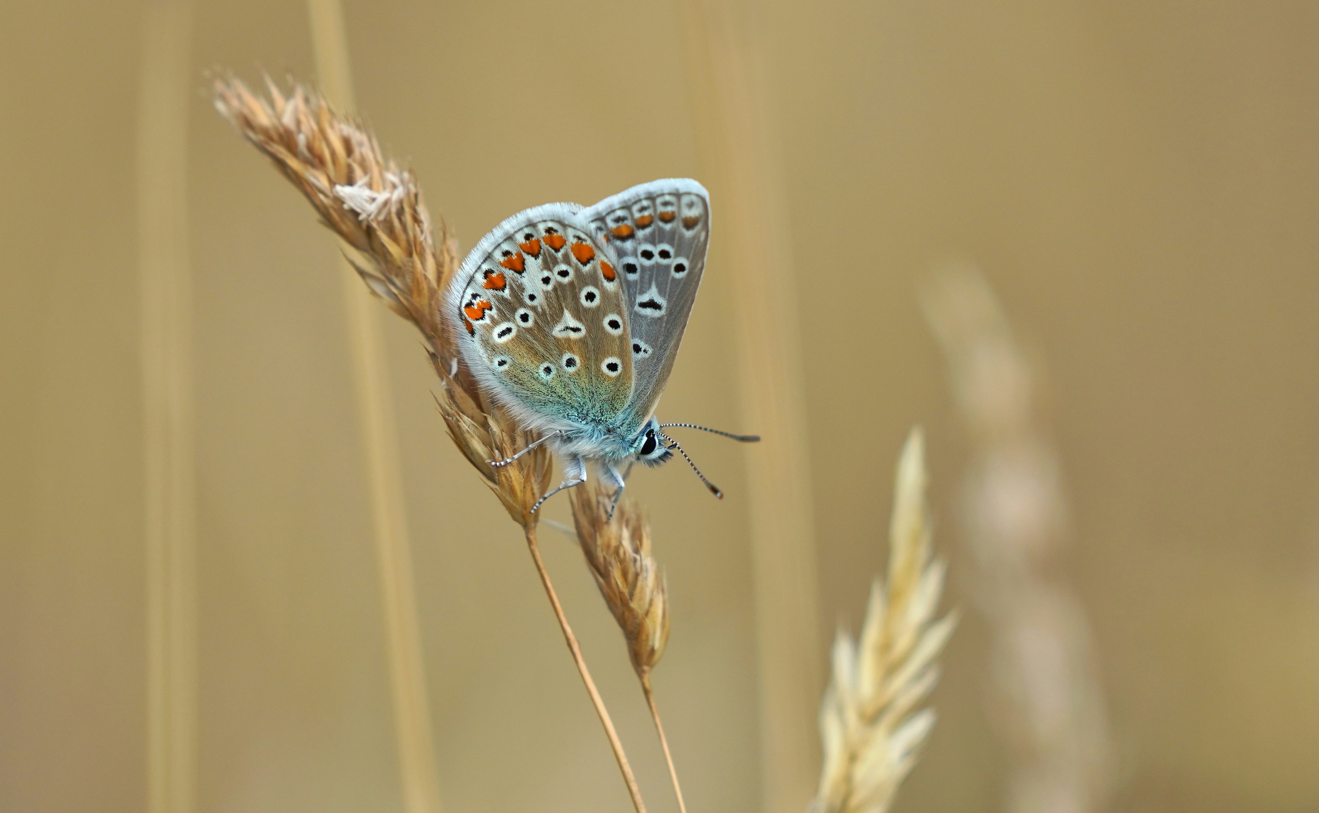 blue and white butterfly perched on brown plant