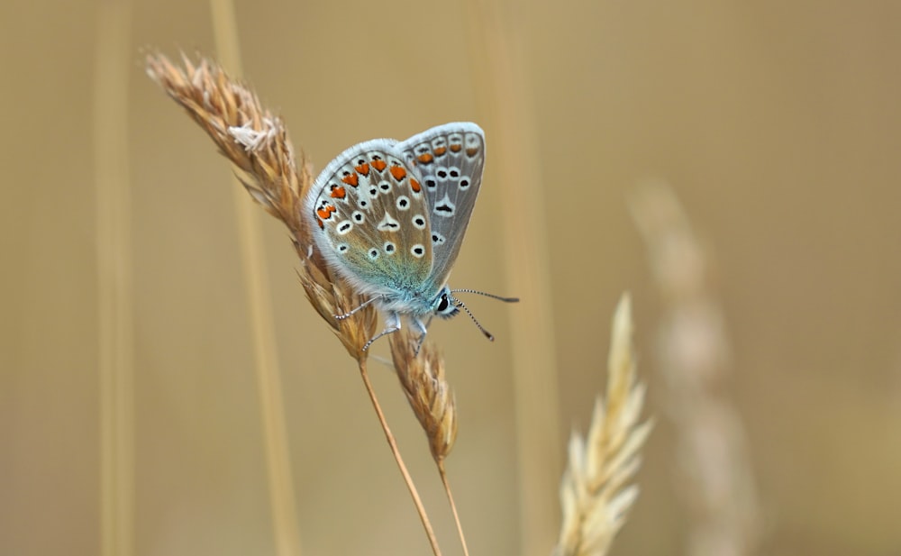 blue and white butterfly perched on brown plant