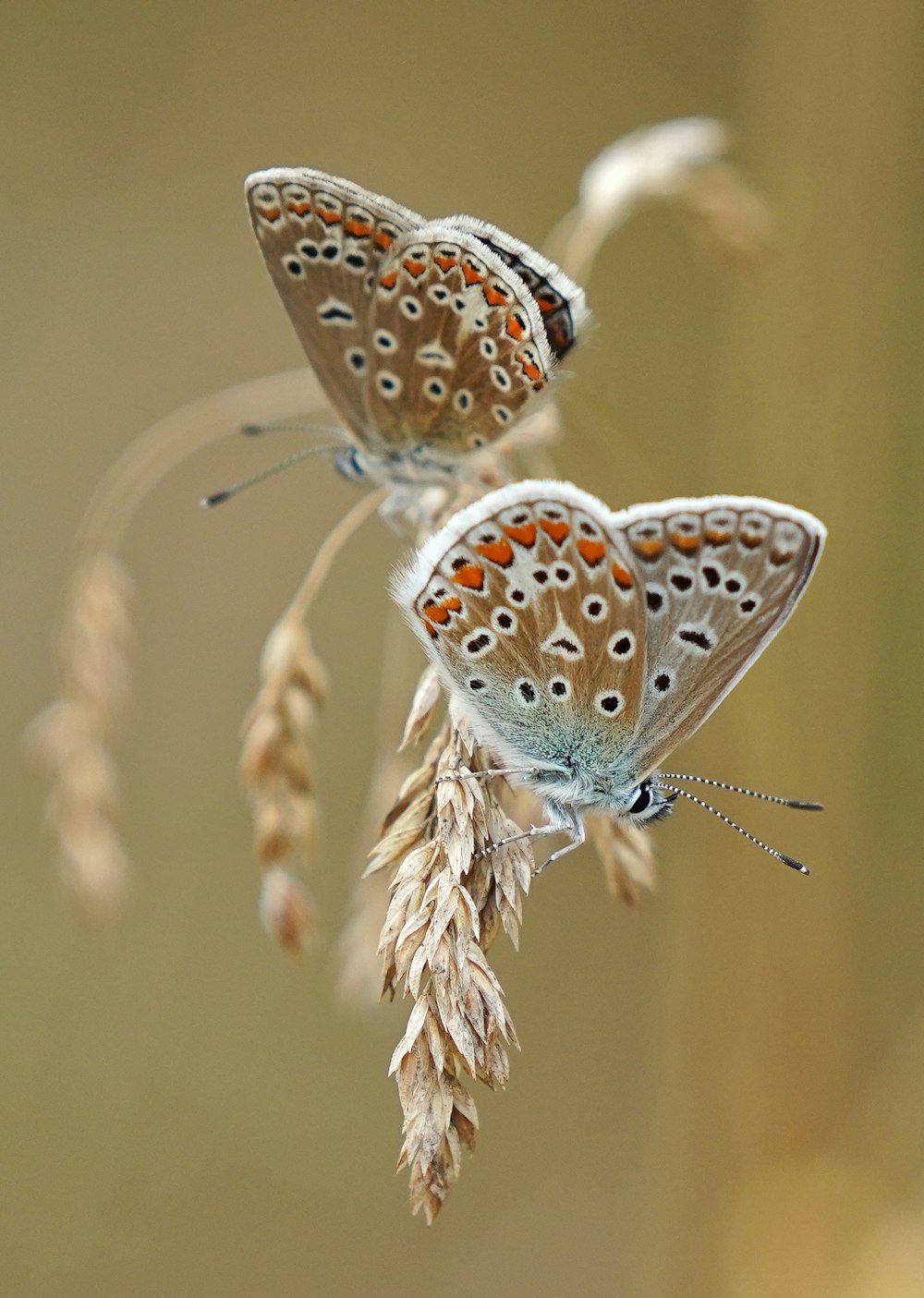 weißer und brauner Schmetterling auf brauner Pflanze