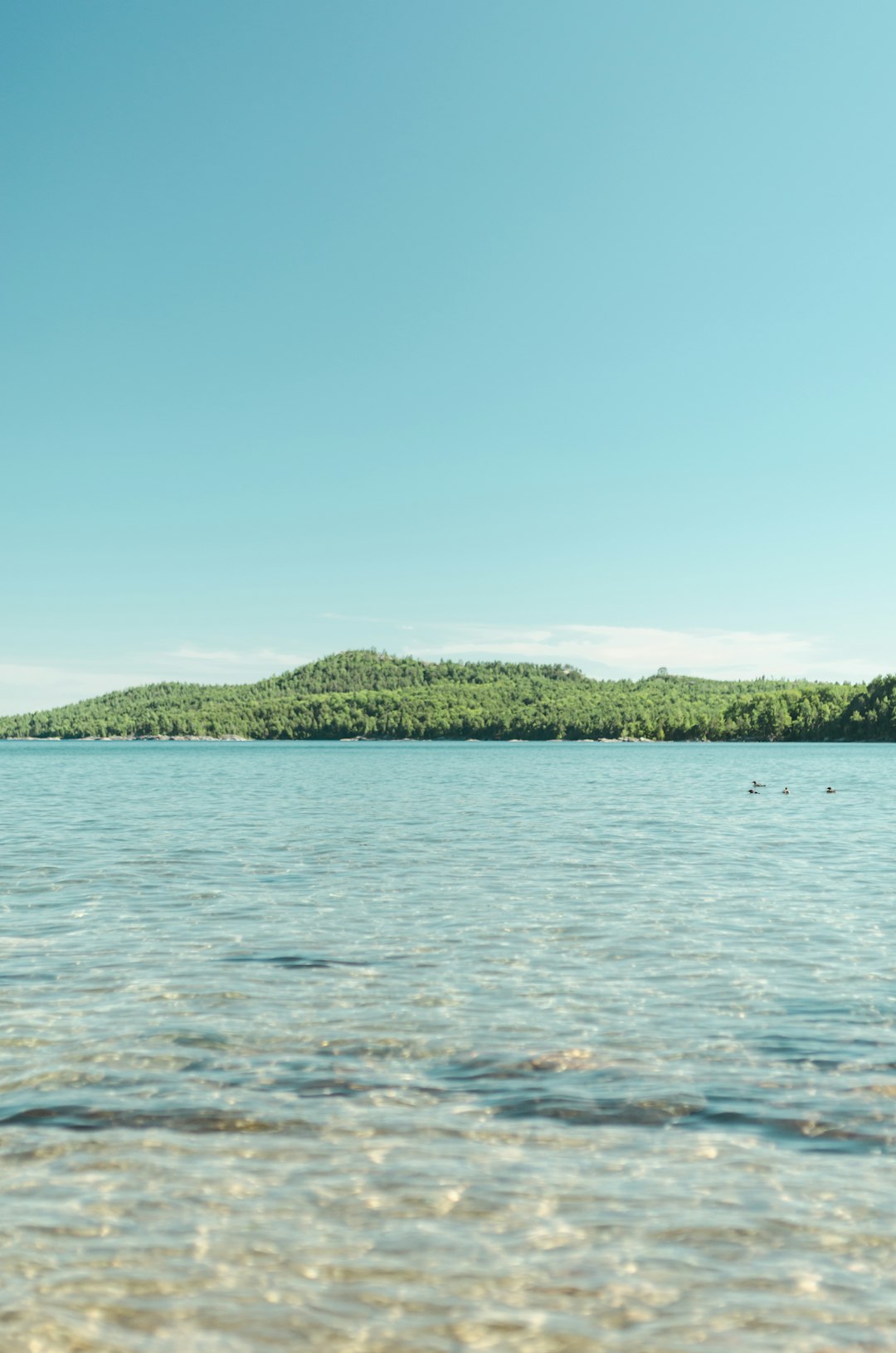 green trees beside body of water under blue sky during daytime