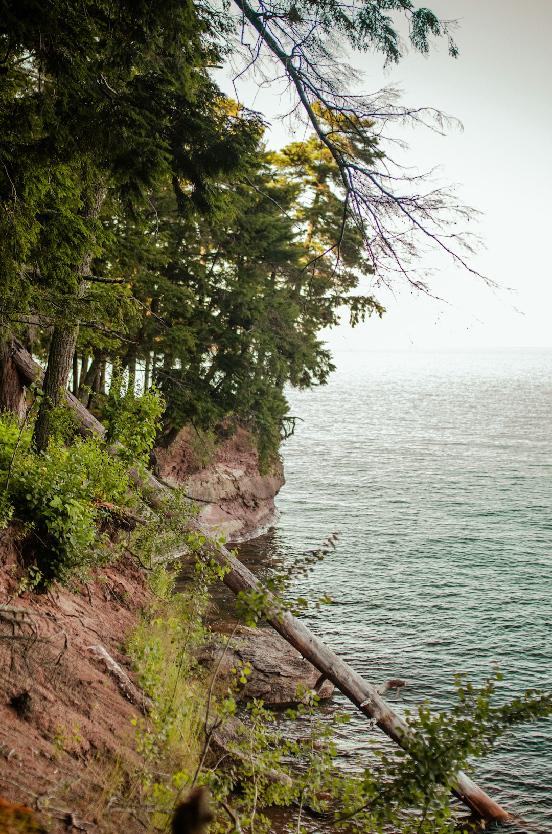 green trees near body of water during daytime