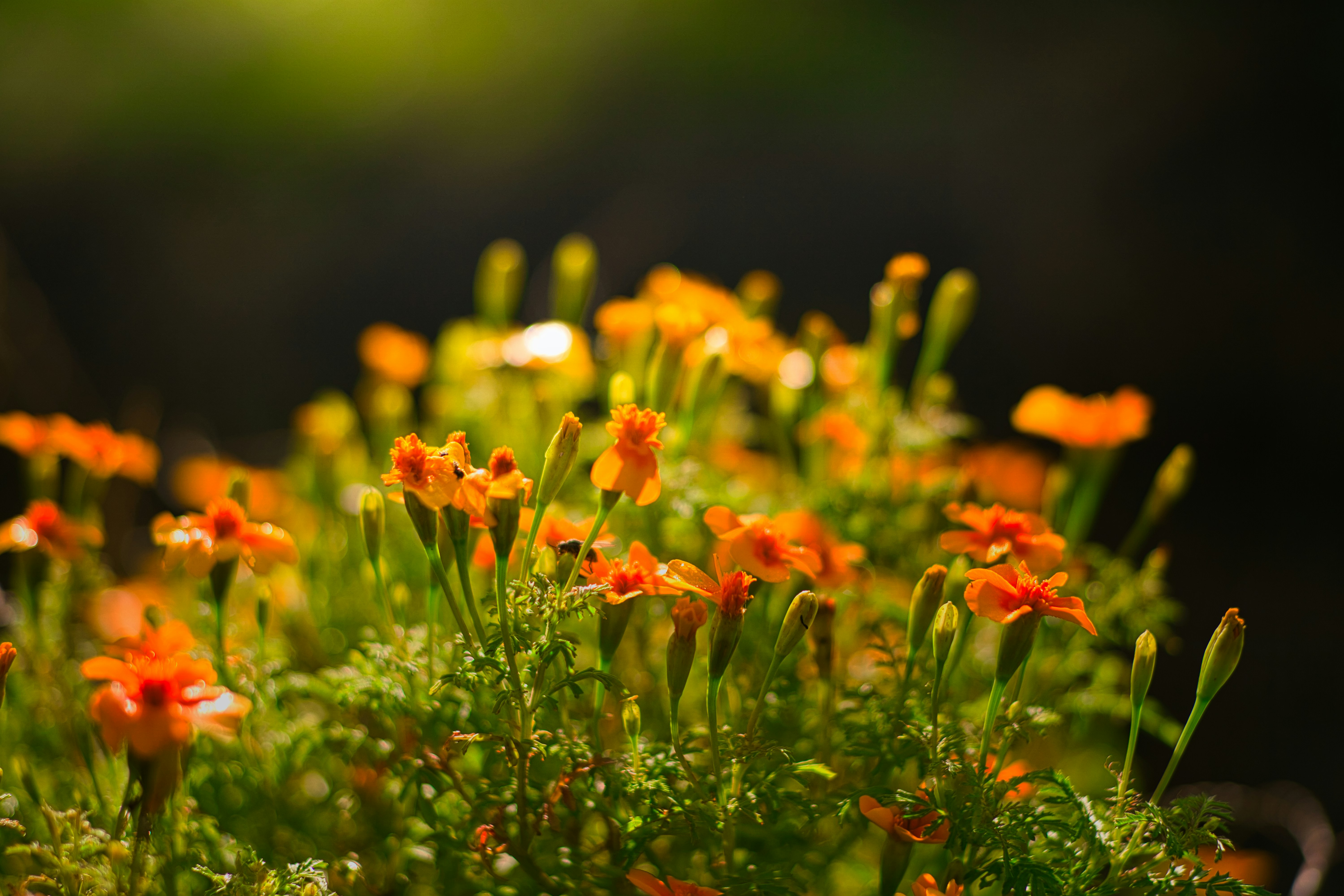 Photo by joranquinten