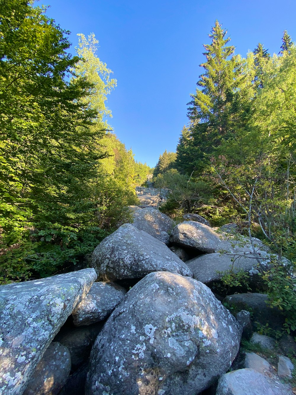 gray rocks near green trees during daytime