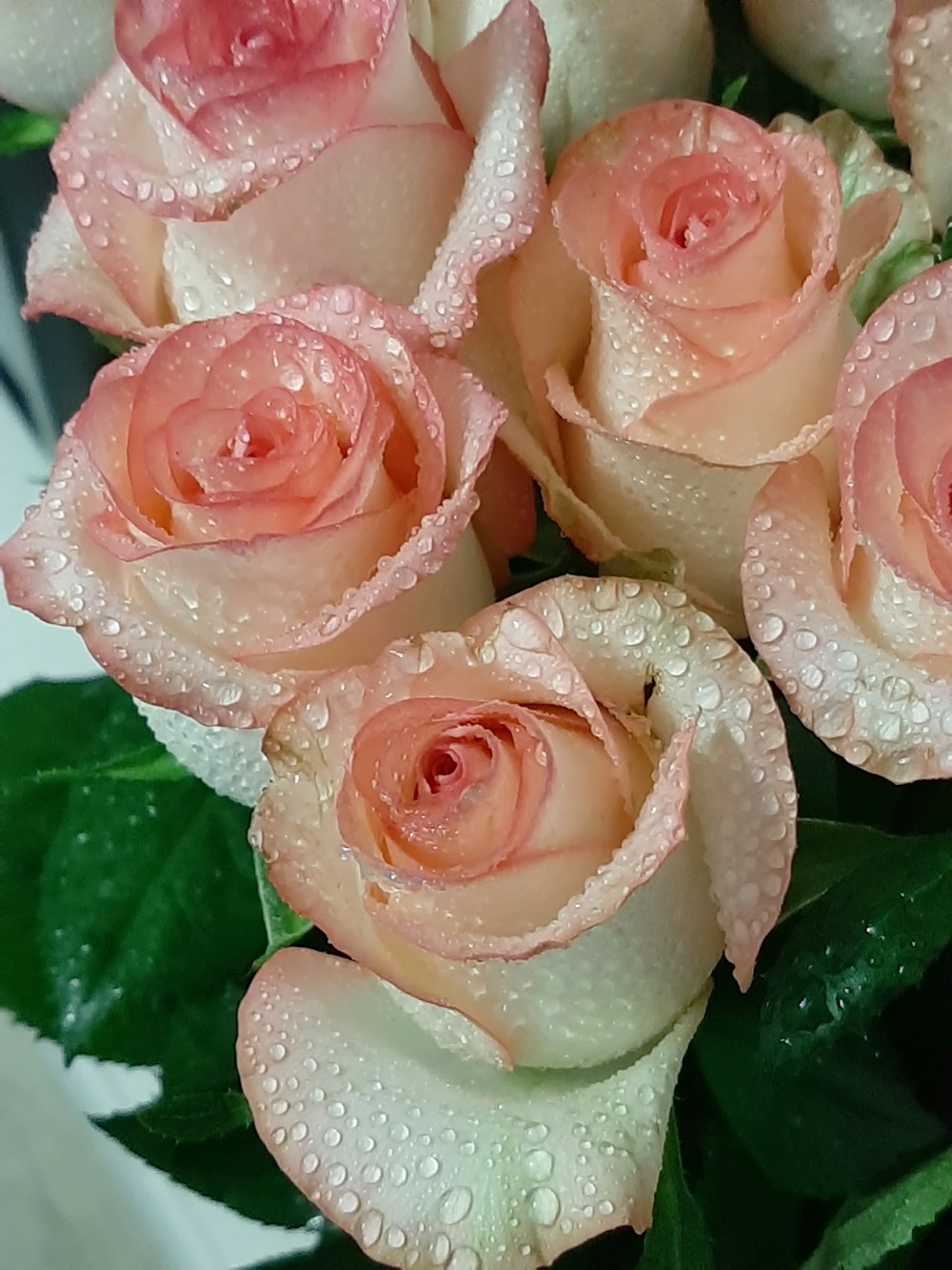 pink roses with water droplets