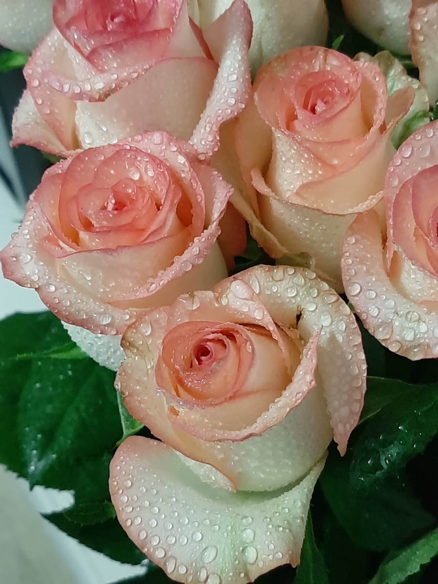 Fresh Cut Roses Ecuador