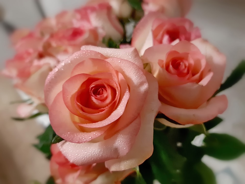 pink roses in tilt shift lens