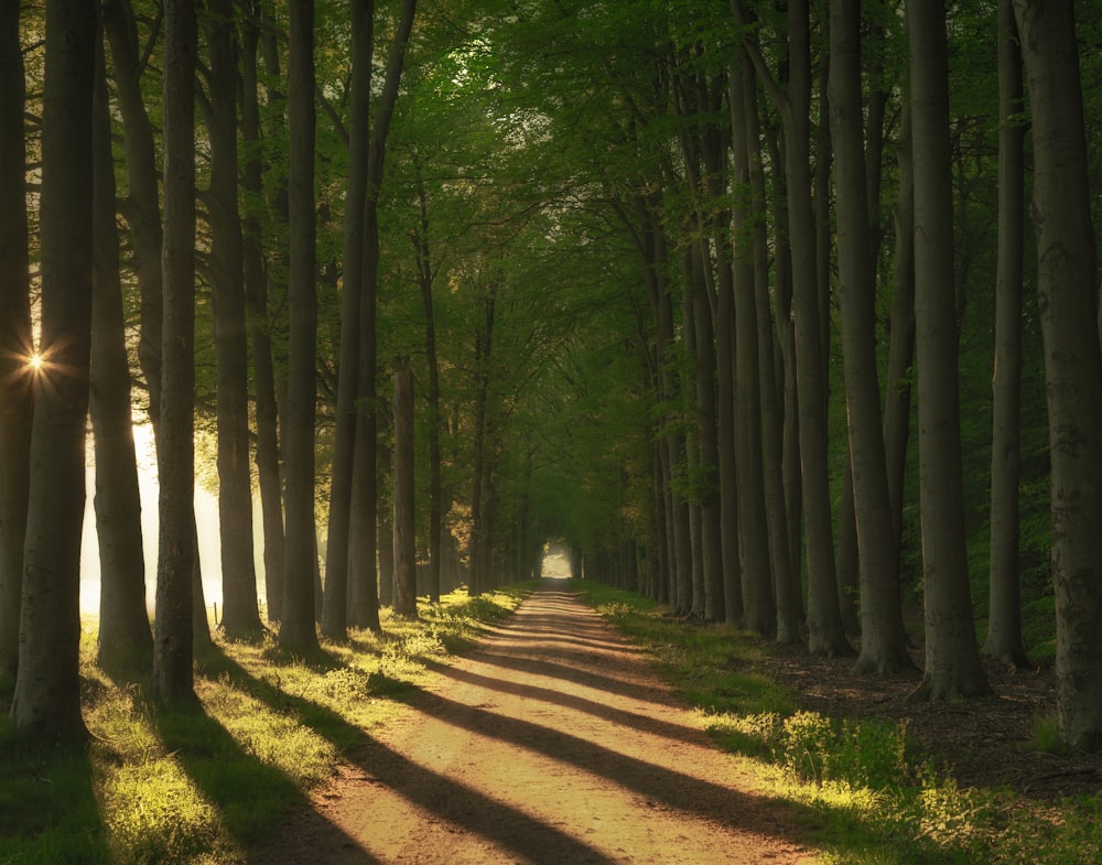 green trees on brown field during daytime