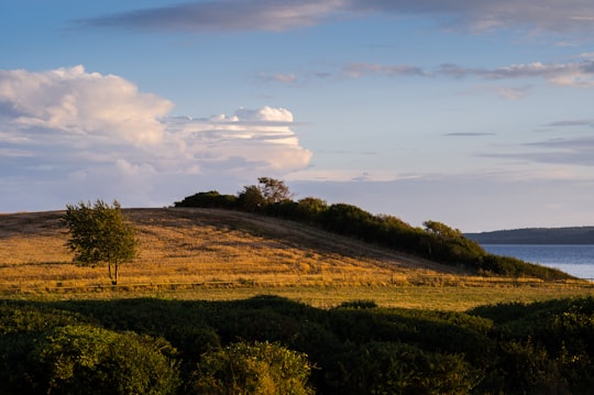 green grass field under blue sky during daytime in Roskilde Fjord Denmark