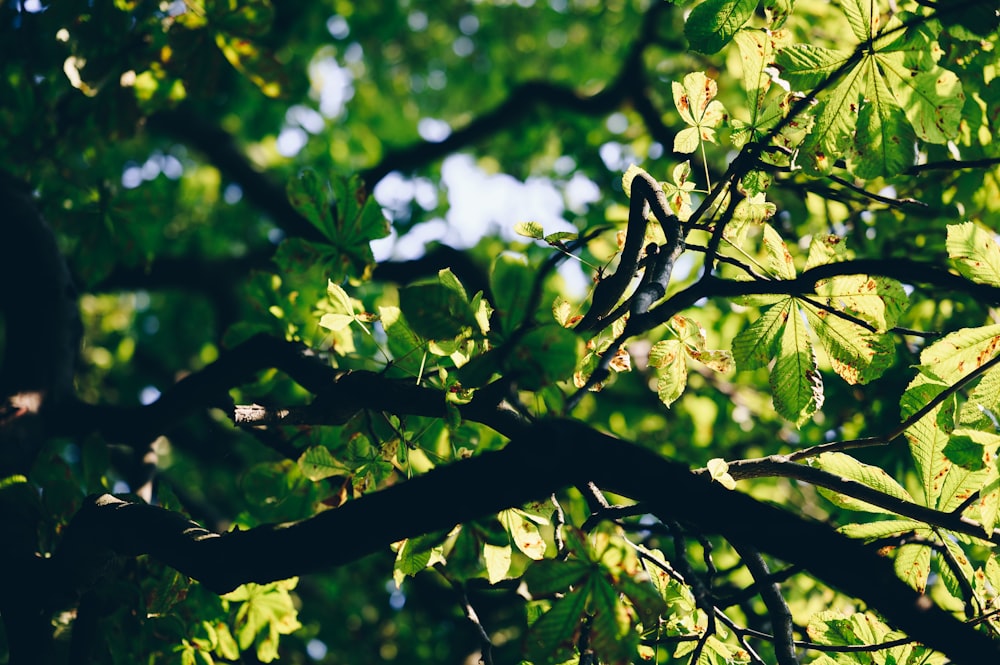 green leaves on tree branch