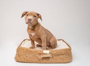 brown short coated puppy on brown wicker basket