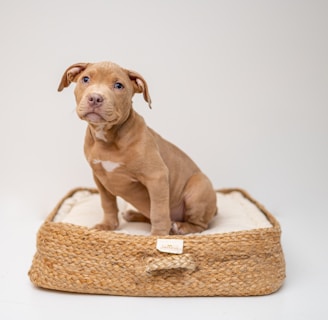 brown short coated puppy on brown wicker basket