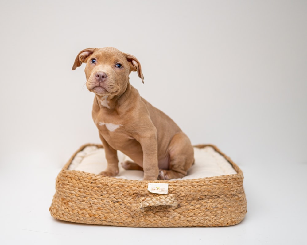 brown short coated puppy on brown wicker basket