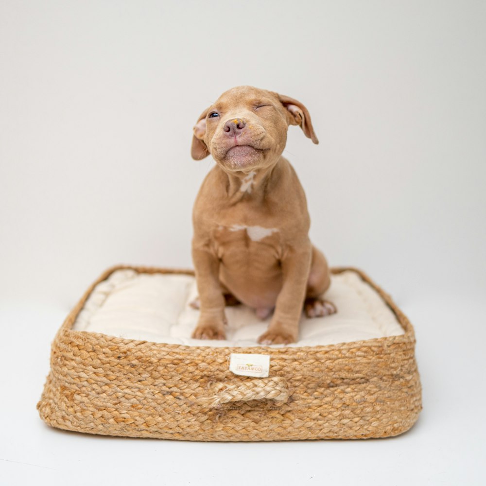brown short coated dog on brown wicker basket