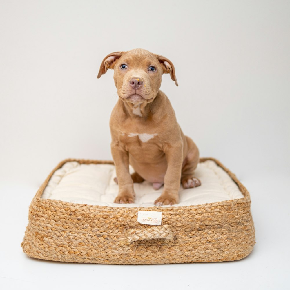 brown short coated dog on brown wicker basket