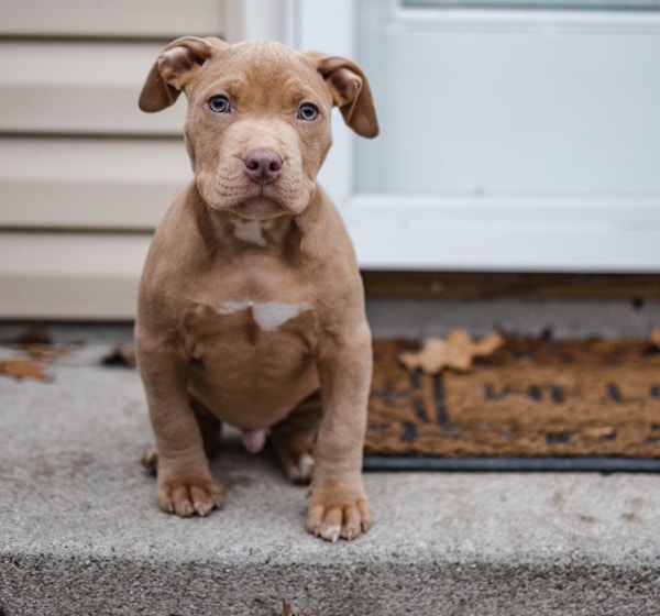 brown and white american pitbull terrier puppy sitting on gray carpet