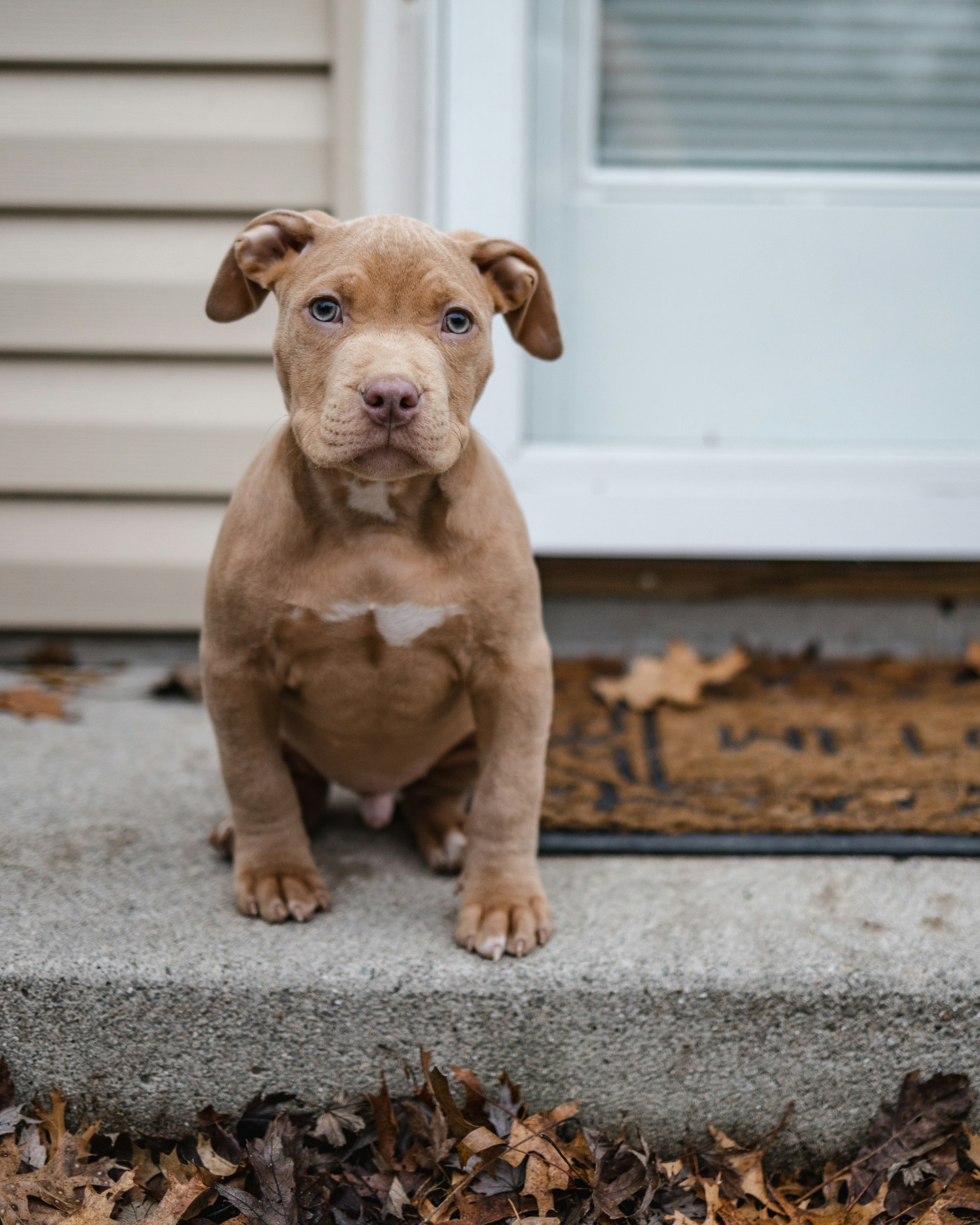 pitbull training