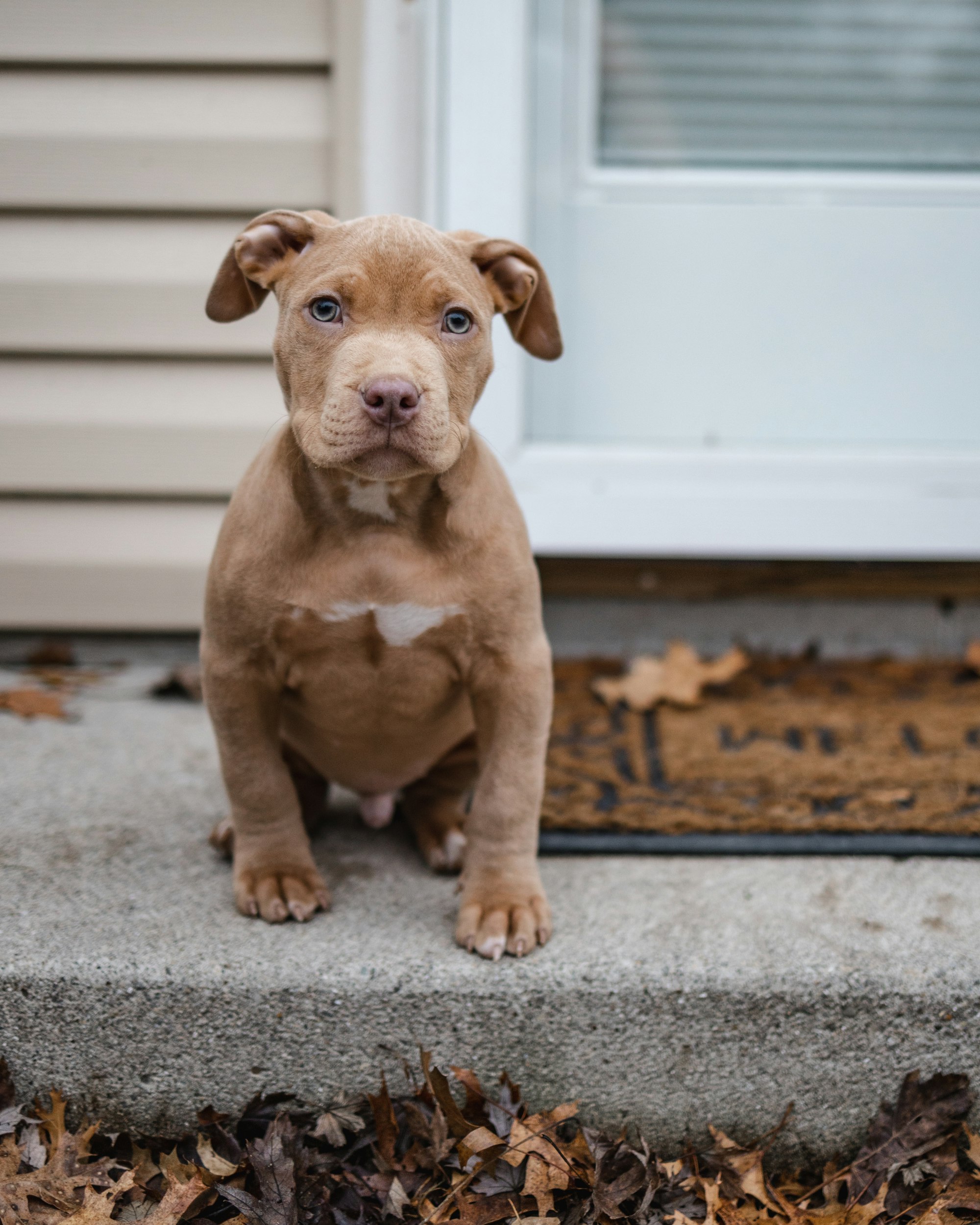 young pitbull puppy