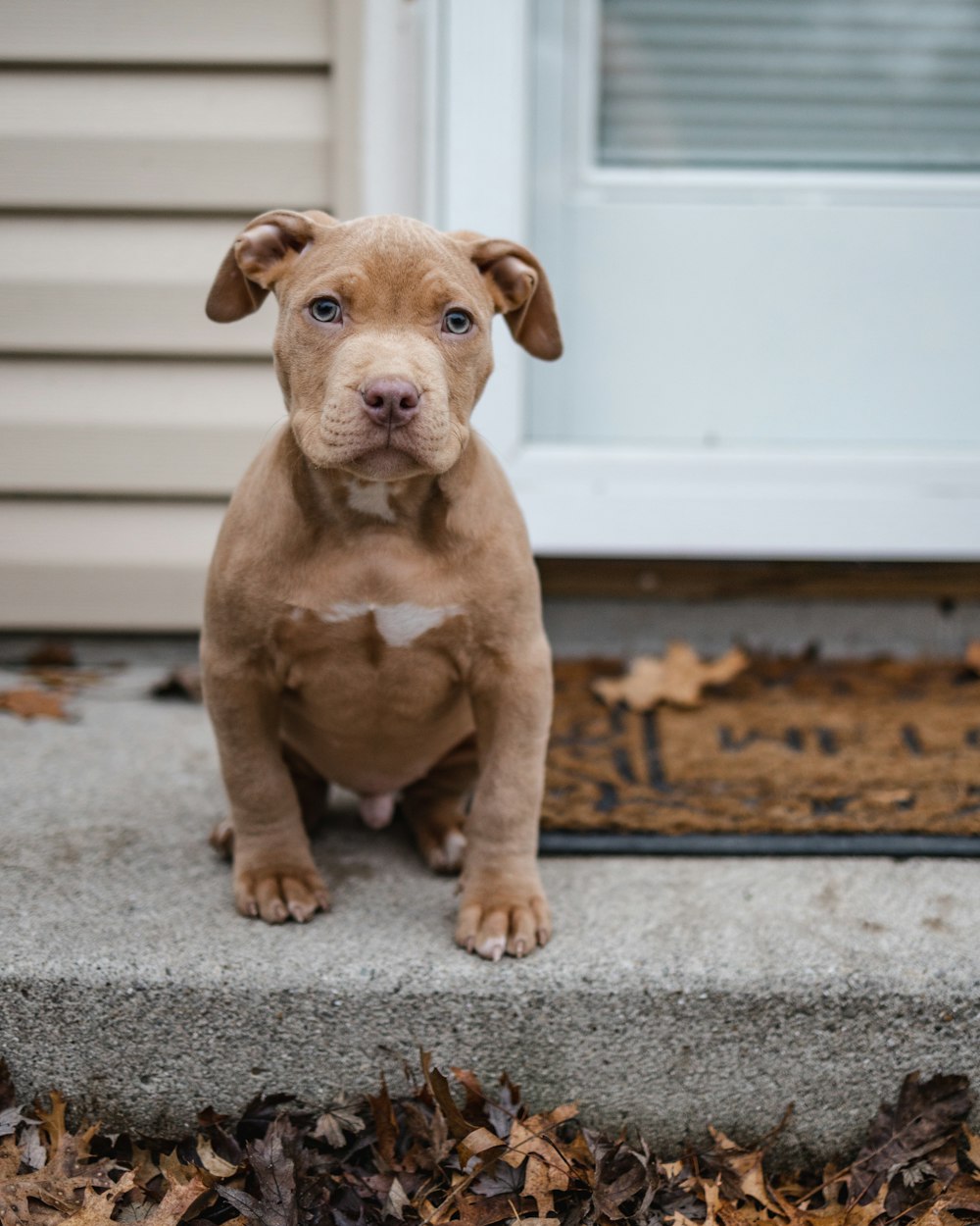 filhote de cachorro pitbull terrier americano marrom e branco sentado no tapete cinza