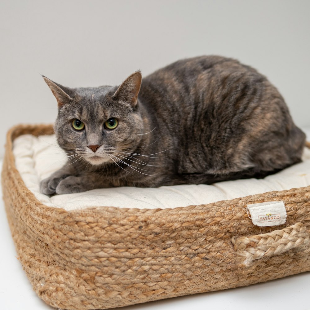 brown tabby cat on brown and white pet bed